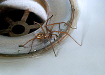 House spider (Tegenaria domestica) at bath plug. UK