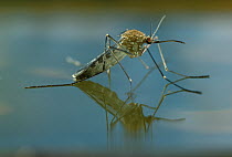 Mosquito emerging (Culicidae) on surface of water.