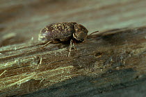 Death-watch beetle (Xestobium rufovillosum) tapping on wood to attract a mate, UK