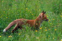 Red fox cub (Vulpes vulpes) in field of buttercups. UK