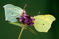 Two Brimstone butterflies (Gonepteryx rhamni)  feeding on nectar, UK