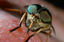 Horsefly (Tabanus sudeticus) feeding on human skin, UK