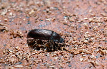 Mealworm beetle (Tenebrio molitor) UK