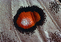 Apollo butterfly (Parnassius apollo) close up of eye pattern on wings, scales, macro image.