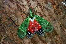 Tropical planthopper (Fulgoroidea) at rest on tree trunk, showing brightly coloured hindwings