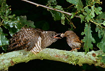 Hedgesparrow / Dunnock (Prunella modularis)feeding European cuckoo (Cuculus canorus) in oak tree, UK