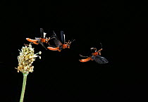 Soldier beetle (Cantharis pellucida) taking off, Multiflash sequence image