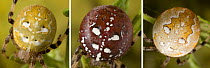 Four-spot orb-weaver spider (Araneus quadratus) Three images showing colour variation within one species. UK