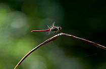Common darter dragonfly (Sympetrum striolatum) perched on vegetation. Summer, UK.