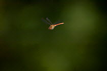 Common darter dragonfly (Sympetrum striolatum) in flight. Summer, UK.