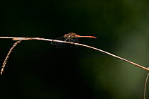 Common darter dragonfly (Sympetrum striolatum) perched on vegetation. Summer, UK.