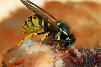 Common wasp (Vespula vulgaris) feeding on chicken bone, UK
