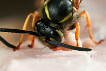 Common wasp ( Vespula vulgaris) feeding on ham meat. UK