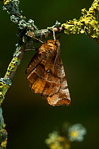 Early thorn moth (Selenia dentaria) resting on tree branch. One of the rare examples of a moth that holds its wings flat over its back like a butterfly. UK