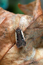 Flame shoulder moth (Ochropleura plecta) resting on dead leaves, UK