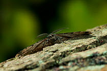 Great Oak Beauty moth (Hypomecis roboraria) resting on tree trunk, UK