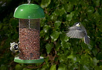 Great tits (Parus major) at bird feeder. England, UK