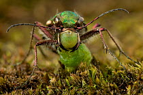 Green tiger beetle (Cicindela campestris) feeding on caterpillar (head in jaws) England, UK