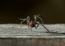 House spider (Tegenaria domestica) UK