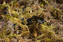 Ladybird spider (Eresus cinnaberinus) grabbing ground beetle from burrow under moss, UK