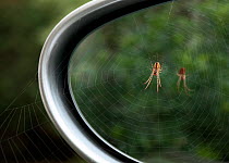 Lesser garden spider (Meta segmentata) in centre of web, on Porsche wing mirror. UK