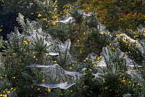 Webs  of the Money spider {Linyphiidae} covering Gorse bushes, UK