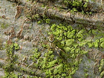 Invisible money spider (Drapetisca socialis) camouflaged against beech tree trunk. UK
