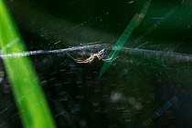Money spider (Linyphia triangularis) on its web. UK