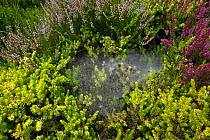 Money spider (Linyphia triangularis) webs built within cultivated heather in a garden, UK
