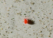 Red mite nymph (Dermanyssus gallinae) on dusty surface, UK  Note that the nymph only has 6 legs, whereas the adult will have 8