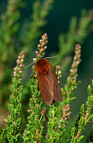 Ruby tiger moth (Phragmatobia fulginosa) on heather. Summer, UK.