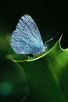 Holly blue butterfly (Celastrina argiolus) feeding on Holly leaf. UK, Europe