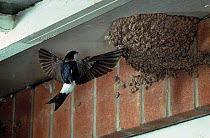 House martin (Delichon urbicum) returning to nest, in eaves of house. UK