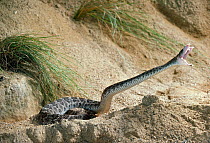 Western diamondback rattlesnake striking  (note venom on fangs) USA