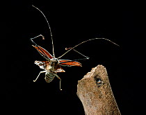 Harlequin beetle  (Acrocinus longimanus) in flight, Venezuela, South America.