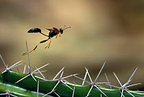 Mud dauber wasp (Sceliphron caementarium) flying over cactus spines, Everglades NP, Florida, USA