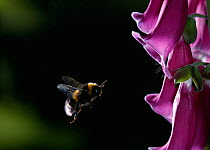Common white tailed bumblebee (Bombus lucorum) in flight approaching foxgloves. Summer, UK