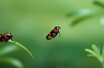 Black and red froghopper (Cercopis vulnerata) in mid-hop. England, UK