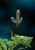 Giant lacewing (Osmylus fulvicephalus) in flight.  UK
