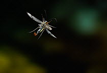 Scorpion fly (Panorpa sp) in flight, UK