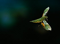 Hawk moth (Xylophanes pluto) in flight, from Venezuelan cloudforest, South America.