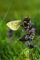 Green veined white butterfly (Pieris napi) feeding on nectar. Summer, UK