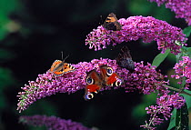 Peacock butterfly (Inachis io) and Small tortoiseshell butterflies (Aglais urticae) on buddleia flower, Summer, UK