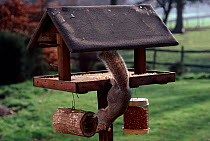 Grey squirrel (Sciurus carolinensis) feeding at bird table, England, UK