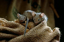 Juvenile House mice (Mus musculus) playing within sacking. UK
