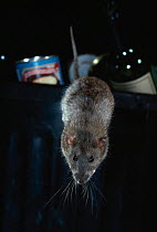 Brown rat (Rattus norvegicus) jumping from rubbish bin, UK