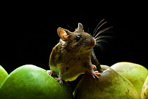 Yellow necked mouse (Apodemus flavicollis) amongst apples and pears, UK