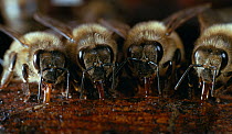 Honey bees (Apis mellifera) group of four drinking water, UK