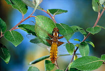 Broad bodied chaser dragonfly (Libellula depressa) female resting on foliage, Europe