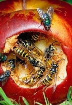 Common wasps (Vespula vulgaris) and fly feeding on fallen apple, England, UK